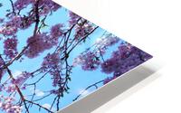 Cherry Blossom 3 HD Metal print