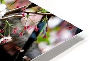 Cherry Blossom 2 HD Metal print