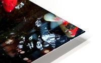 Some Very Coy Koi 2 HD Metal print