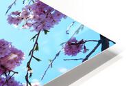 Cherry Blossom  HD Metal print