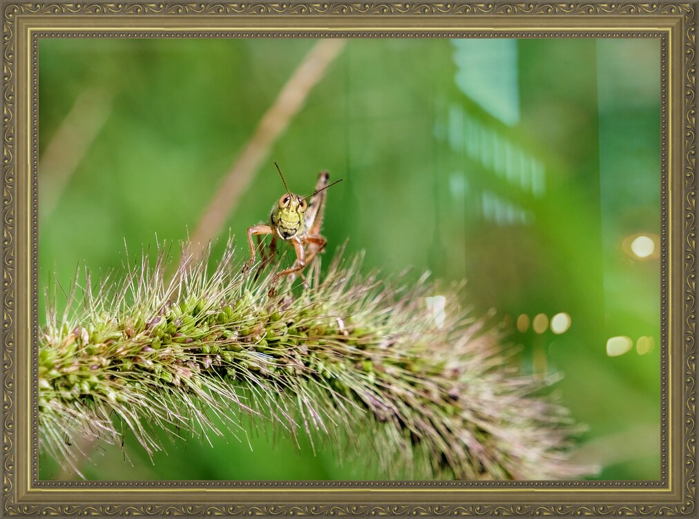 Impression de cadre personnalisé