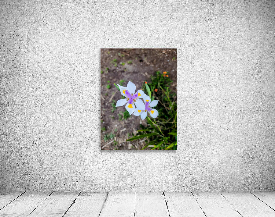 Fortnight Lily Flowers:  The Unfolding of African Iris in Earth’s Stillness Wall Preview