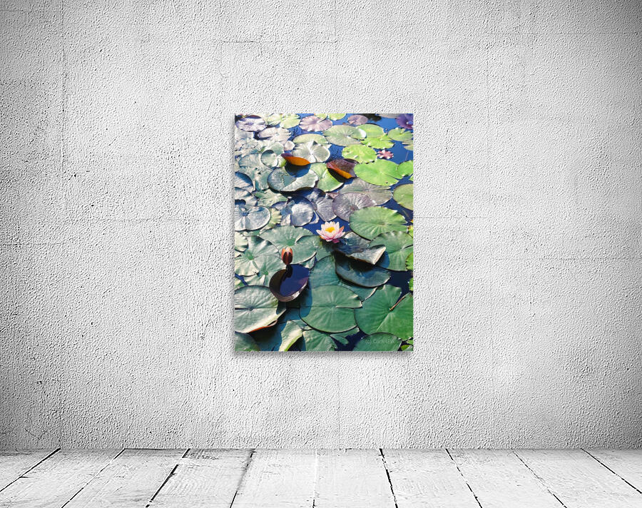 Lotus Lily Love: Promise of the Bloom Wall Preview