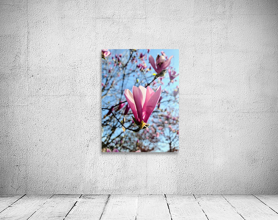 A Magnolias First Embrace of Light Wall Preview