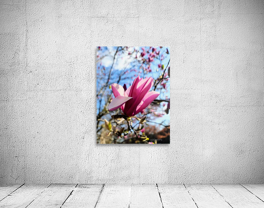 The Velvet Moment Between Bud and Bloom Wall Preview