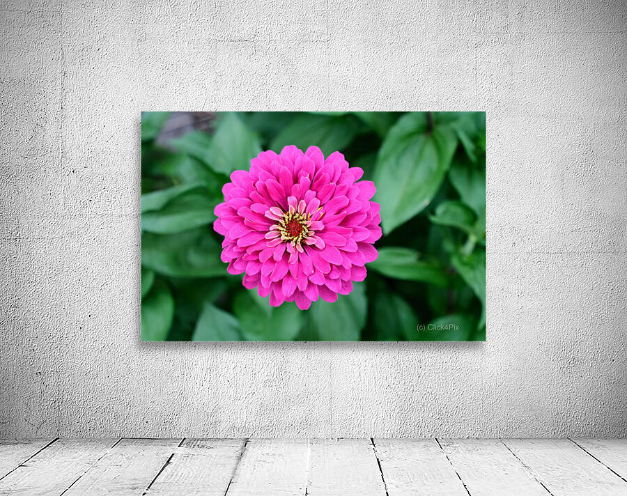 Common Zinnia with Uncommon Beauty Wall Preview