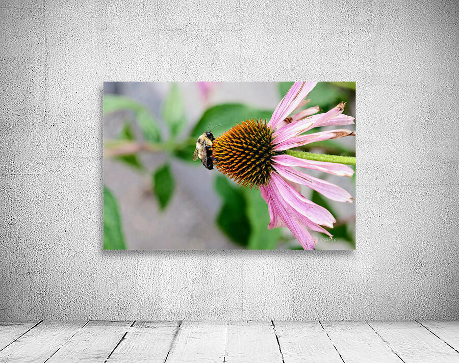 The Bee and the Purple Coneflower Wall Preview