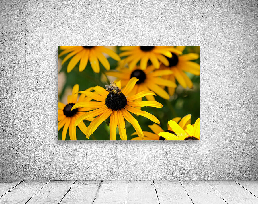 Bee A Black-Eyed Susan Secret Guest Wall Preview