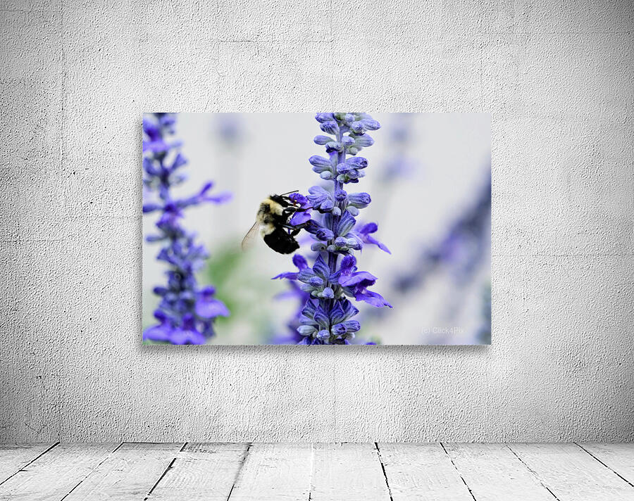 Bee Salivating the Blue Salvia Wall Preview