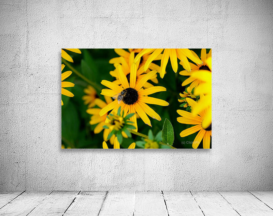 Black-Eyed Susans Dance Partner Wall Preview