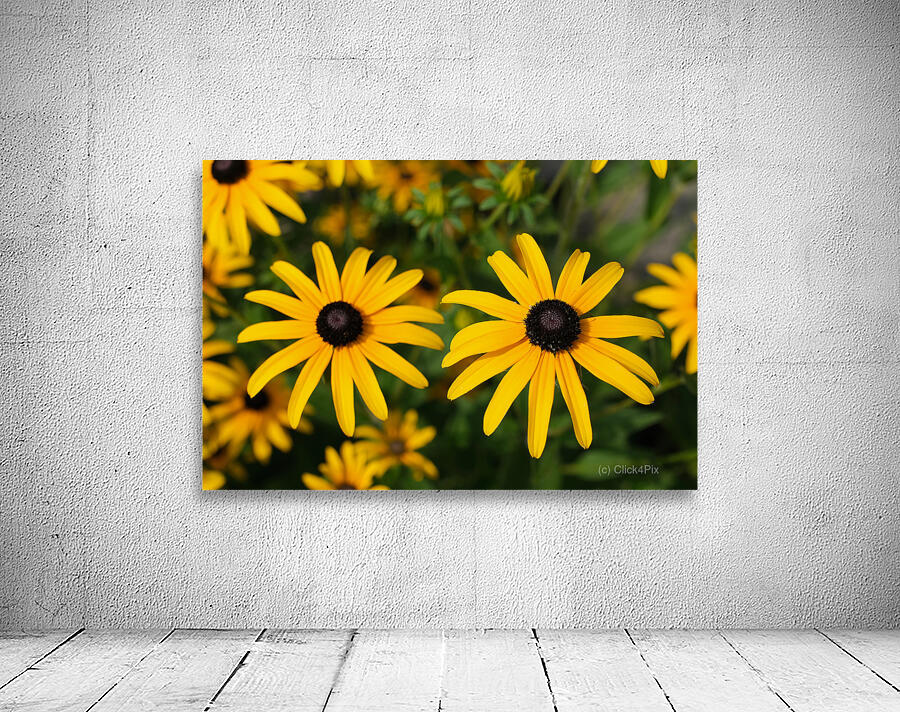 Golden Resilience: Black-Eyed Susan in Summer Bloom Wall Preview