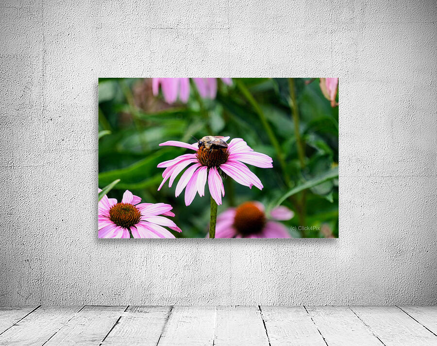 Wings of Purpose Petals of Peace: Coneflower Moment Wall Preview