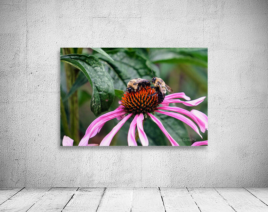 Dual Architects of Life on a Coneflower Stage Wall Preview