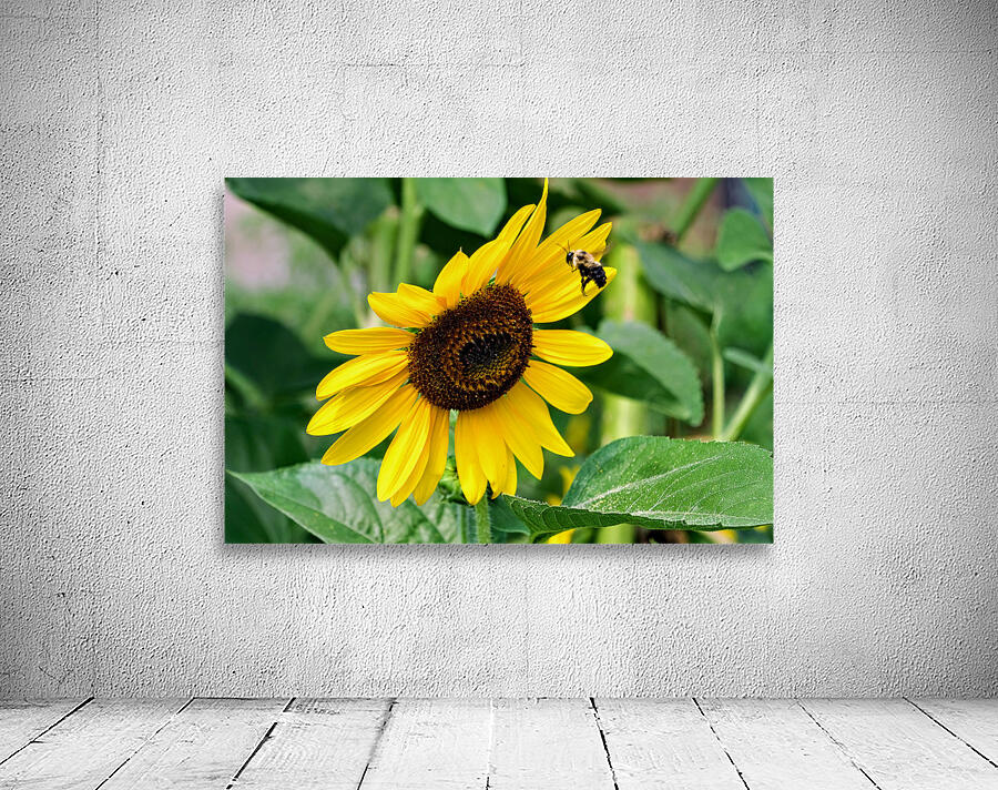 Flying into the Sun..Flower – The Dance of Daylight Wall Preview