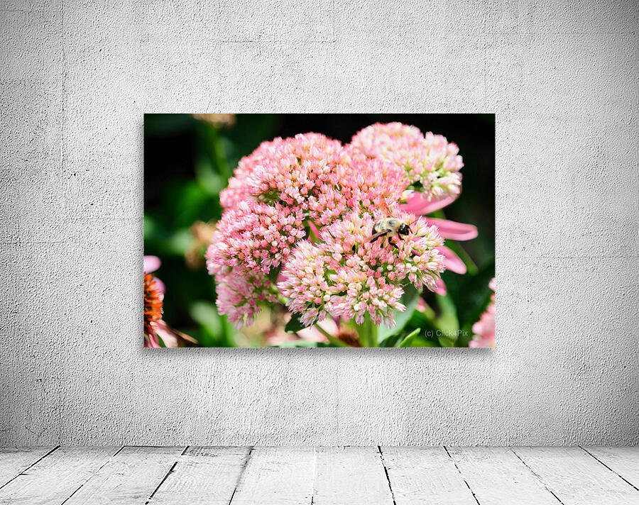  Sedum and the Messenger of Life Wall Preview