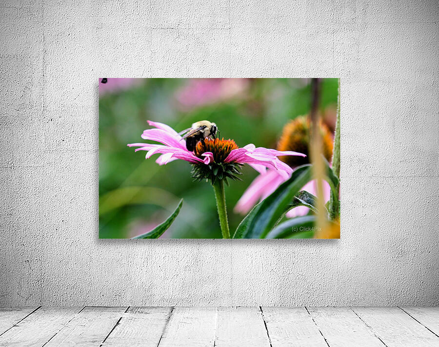 A Bumblebee’s Pause on Coneflower Wall Preview