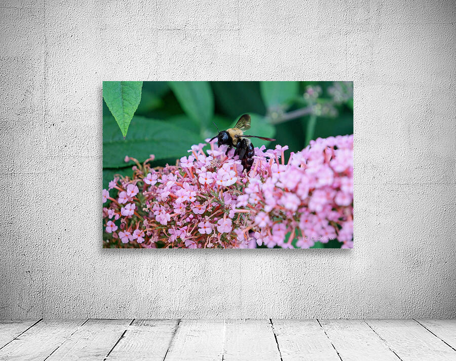 Just Bee Still In Fields of Pink Wall Preview