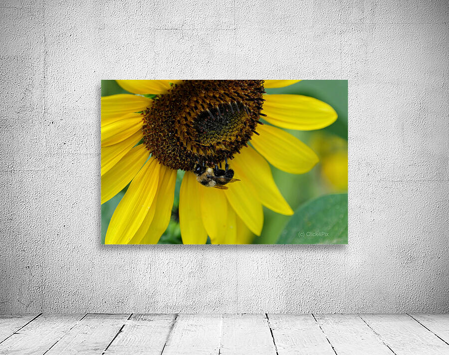 Bee Under the Sunflower:  The Architect of Harvest Wall Preview