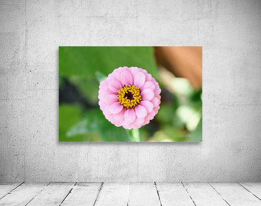 Pretty in Pink Zinnia:  Soft Celestial from Earth’s Garden Wall Preview