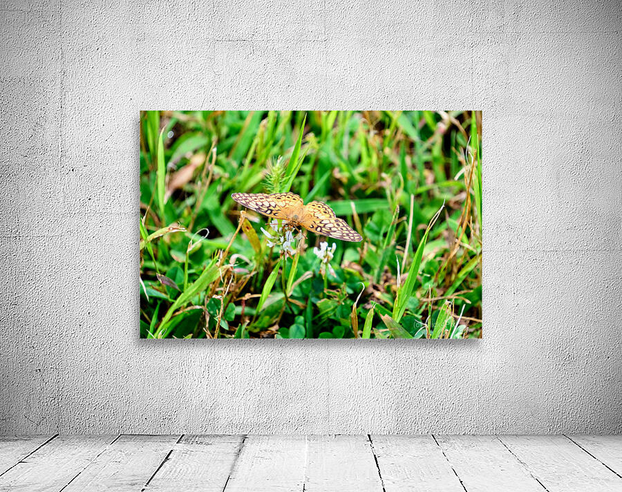 Buttery Butterfly as Omen of Calm Wall Preview