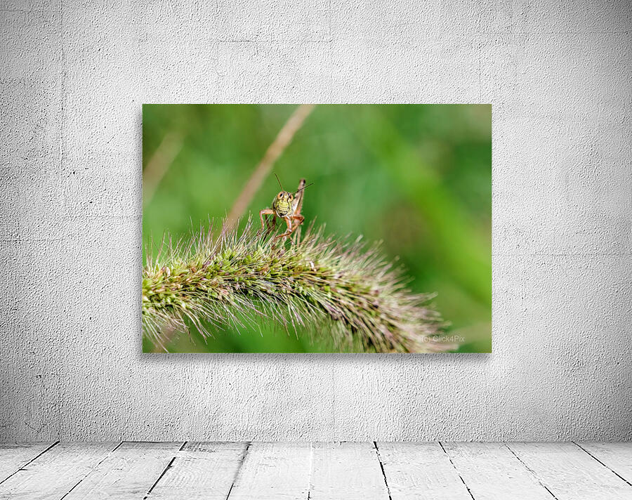 Smiling Happy Hopper on the Wild Silk Spine Wall Preview