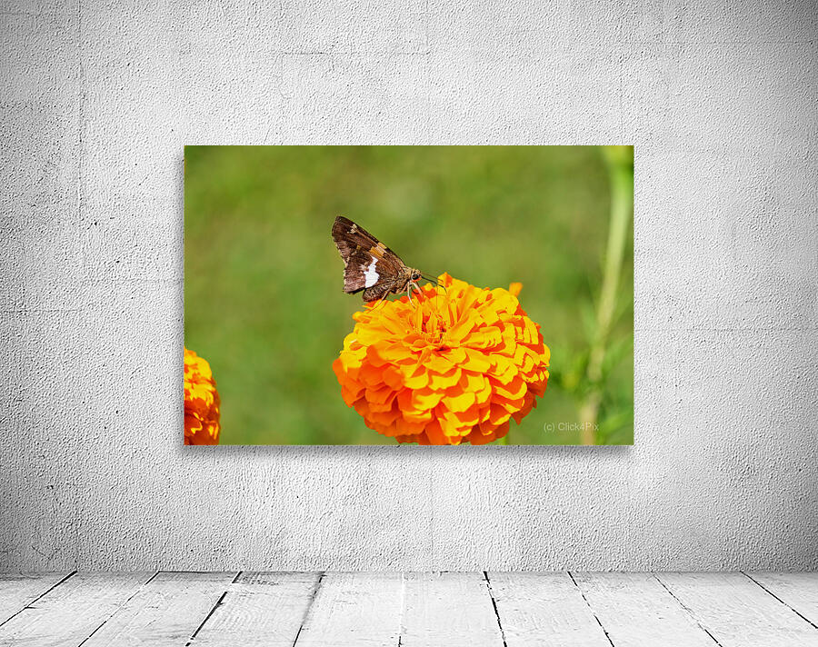 Marigold Thrones and Winged Kings Wall Preview