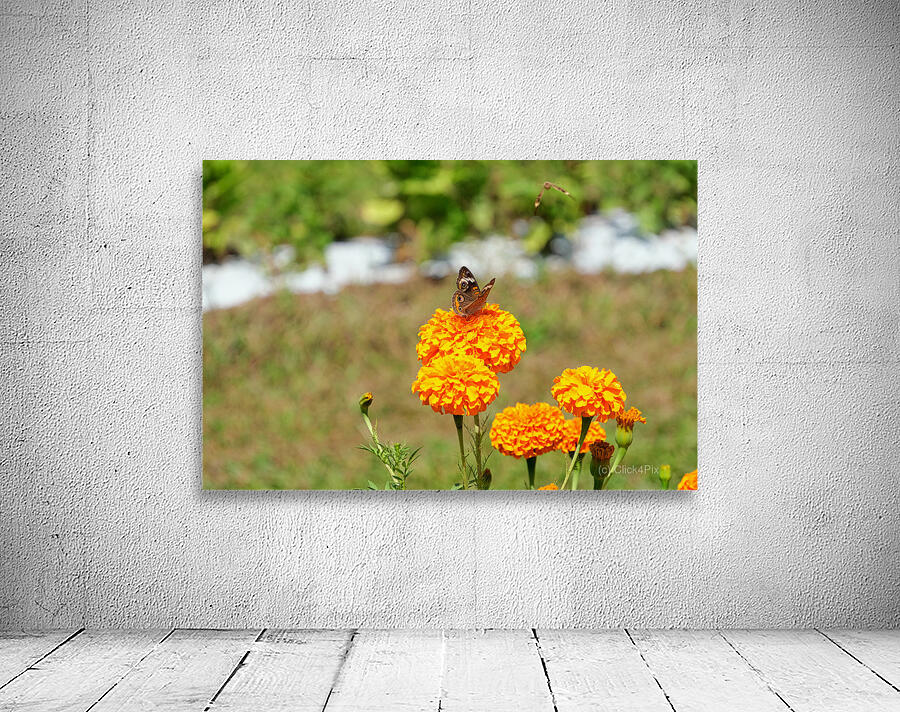 A Butterfly’s Pause Amid Sunfire Blooms Wall Preview