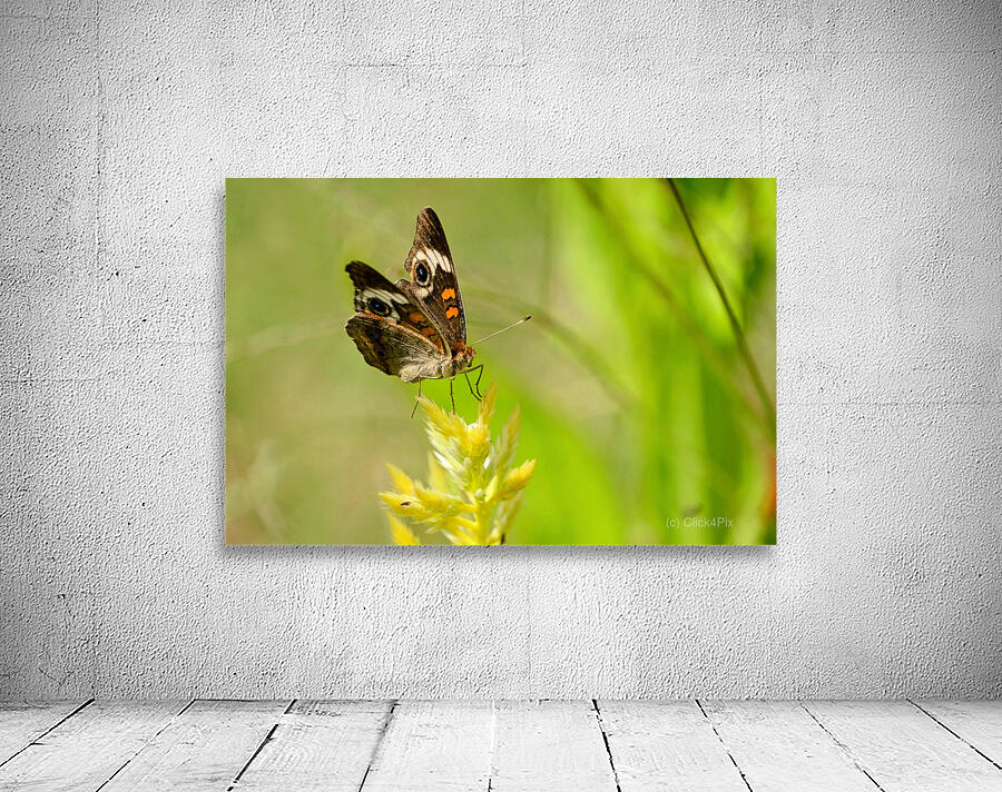 Buckeye Butterfly: Stillness Between Wingbeats Wall Preview
