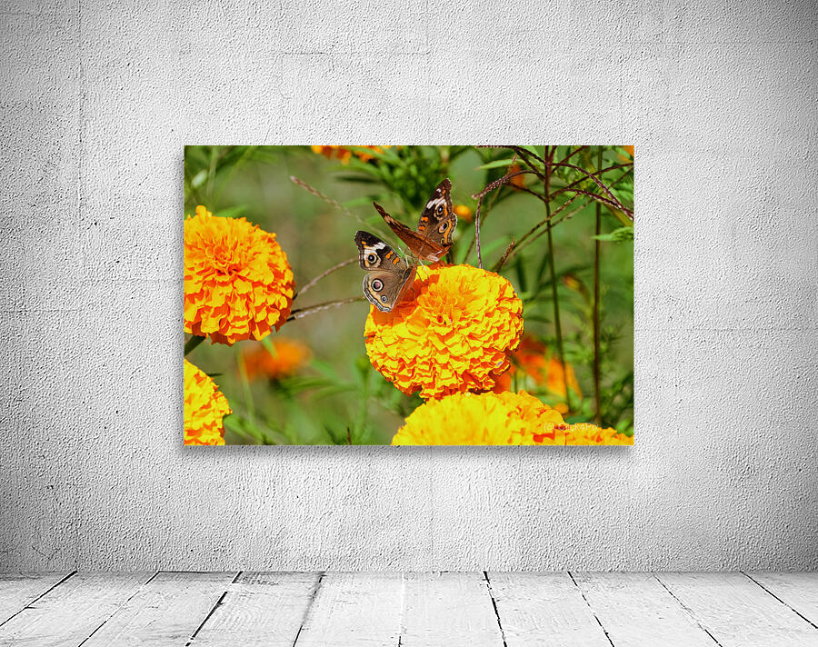 In Bloom and Flight: A Conversation in Color Wall Preview