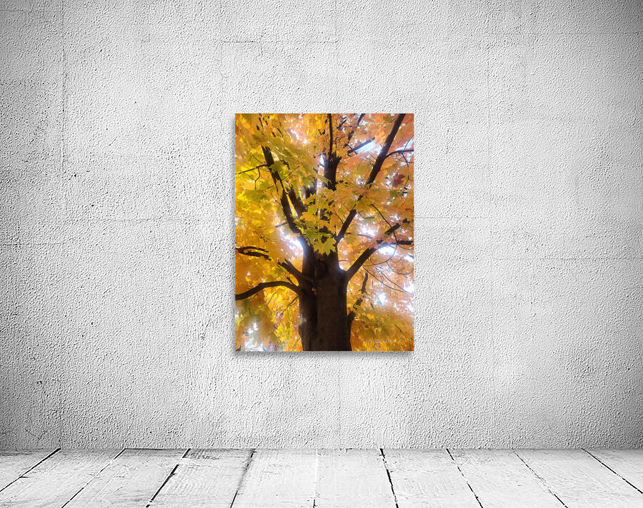 Golden Hour Tree Time 1A  Wall Preview