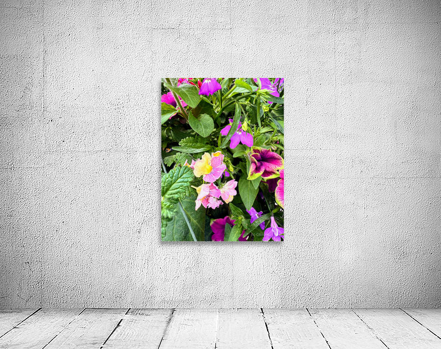 Vibrant Garden Bloom – Colorful Flower Close-Up with Lush Greenery-1 Wall Preview