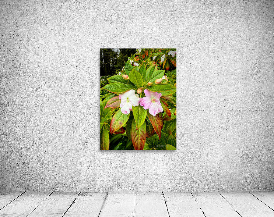 Floravox: The Soft-Spoken Twins Wall Preview