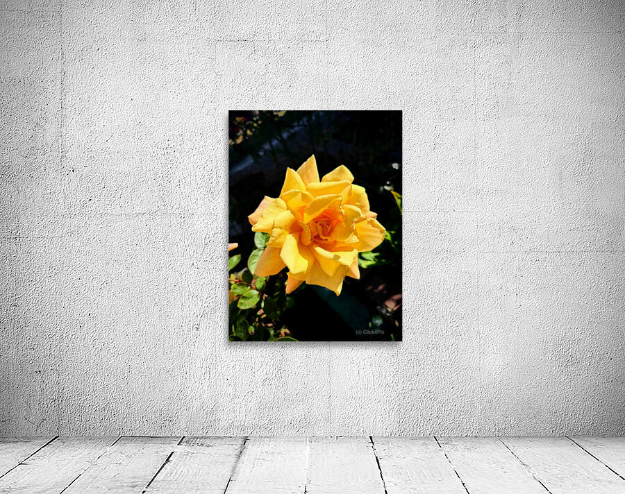 Sunwrought Yellow Rose Wall Preview