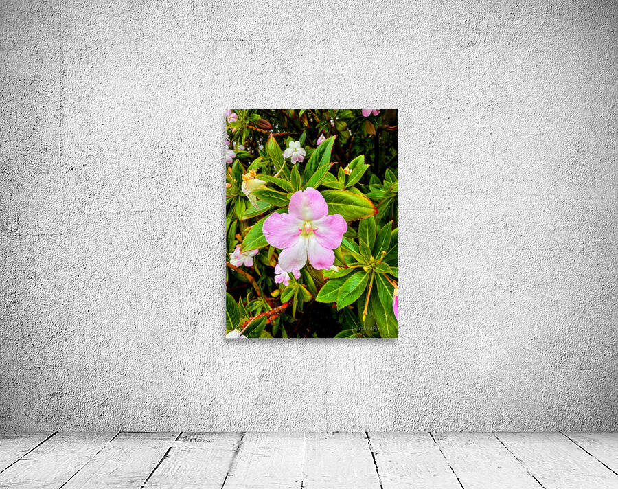 Impatiens: One Quiet Bloom Wall Preview