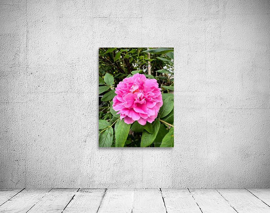 Rugosa Rose: Still She Blooms Wall Preview