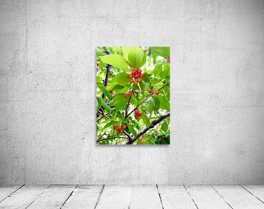 The Humble Crown of the Orchard Queen Wall Preview