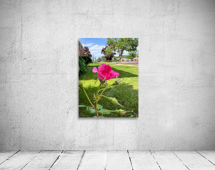 The Rose That Listened to the Wind Wall Preview