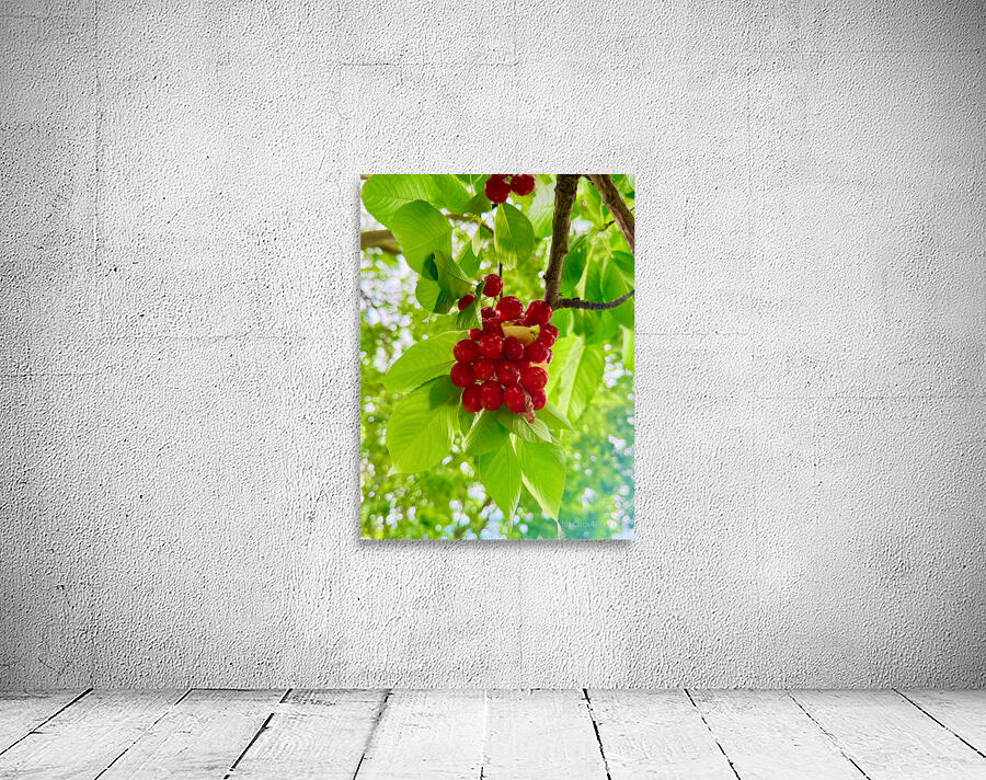 The Patience of Fruit: A Quiet Celebration Wall Preview