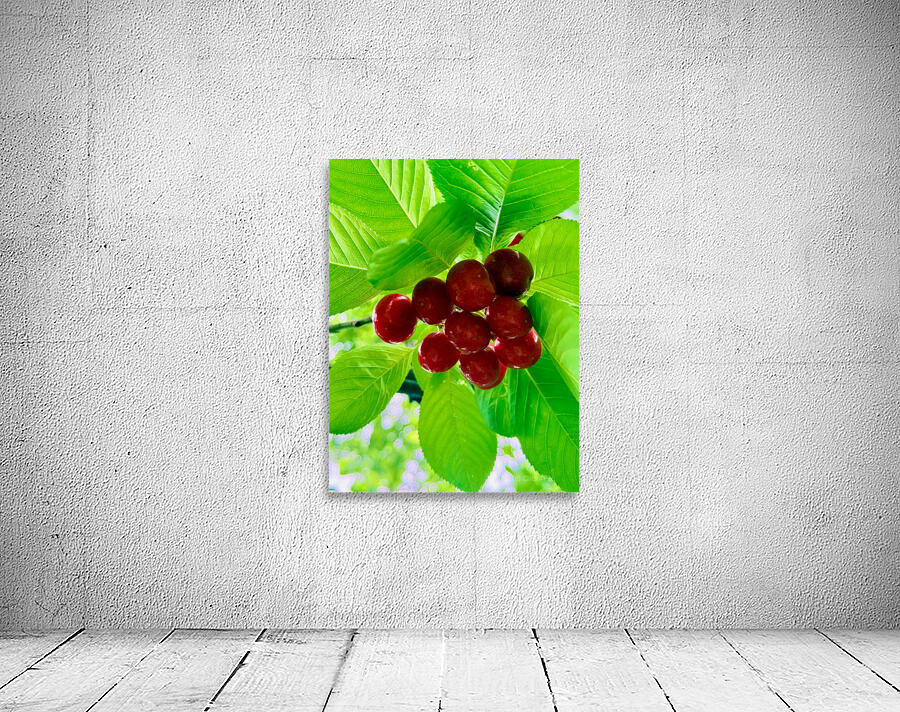 Jewels of the Canopy: The Hidden Orchard Crown Wall Preview