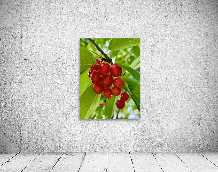 The Orchard’s Pulse: Where Color and Ripeness Conspire Wall Preview