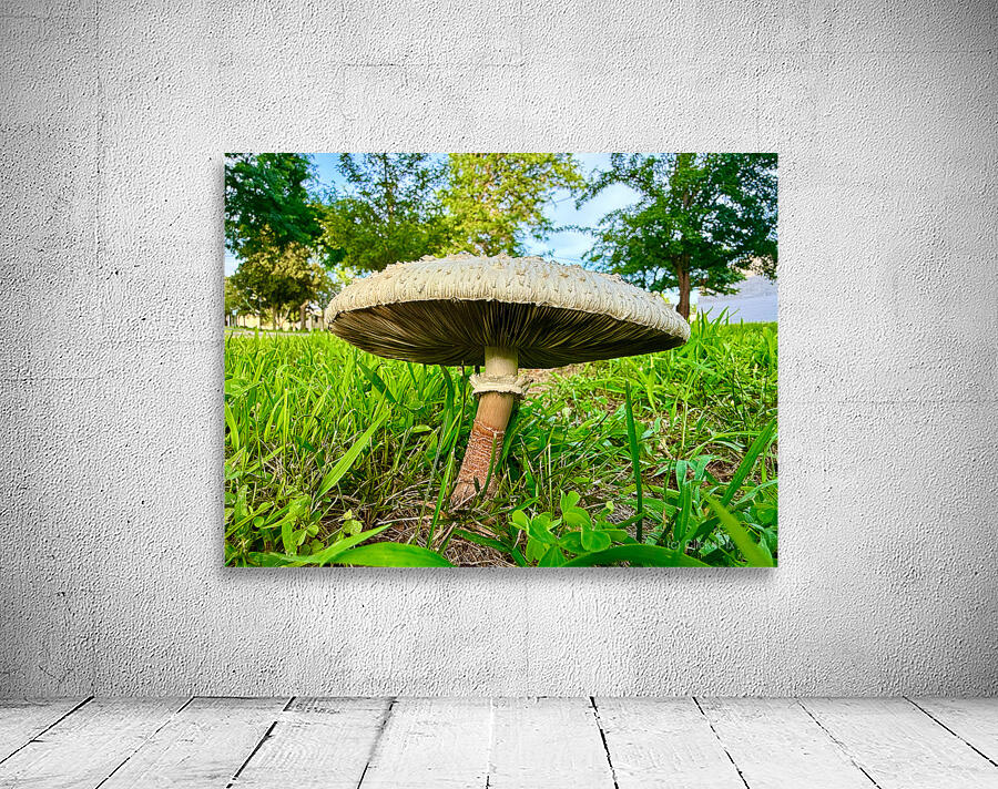 The Watcher in the Grass Wall Preview