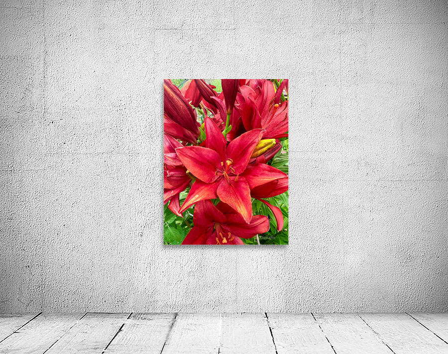 Close Encounter with Red Asiatic Lily Wall Preview