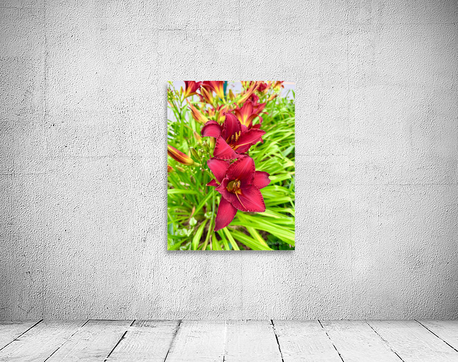 Scarlet Radiance Wall Preview