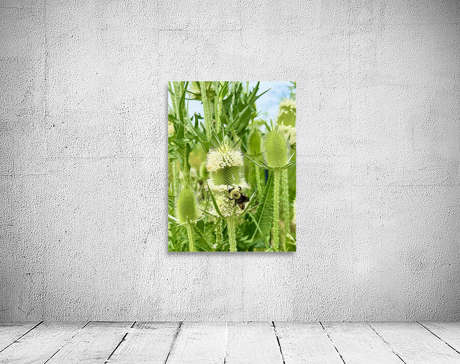 Nature’s Bristle Crown Wall Preview