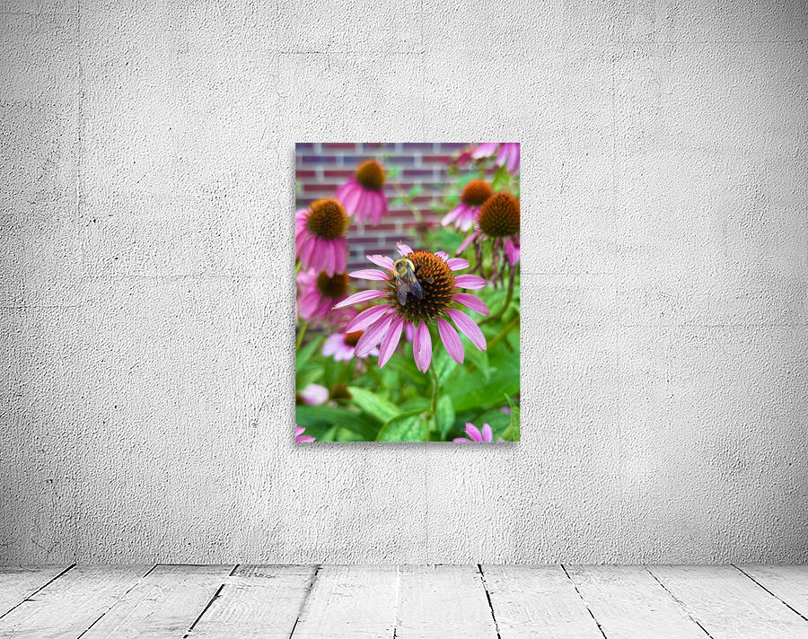 Coneflower Harmony Wall Preview