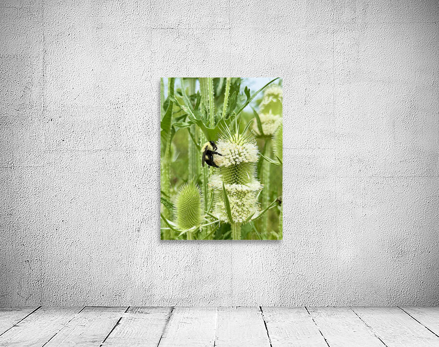 Teasel’s Midday Guest Wall Preview