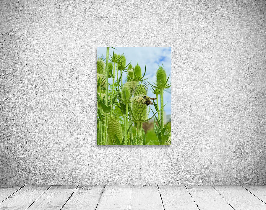 The Reach of Teasel Wall Preview