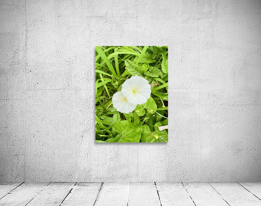 Paired in Bloom: Bindweed Duo Wall Preview