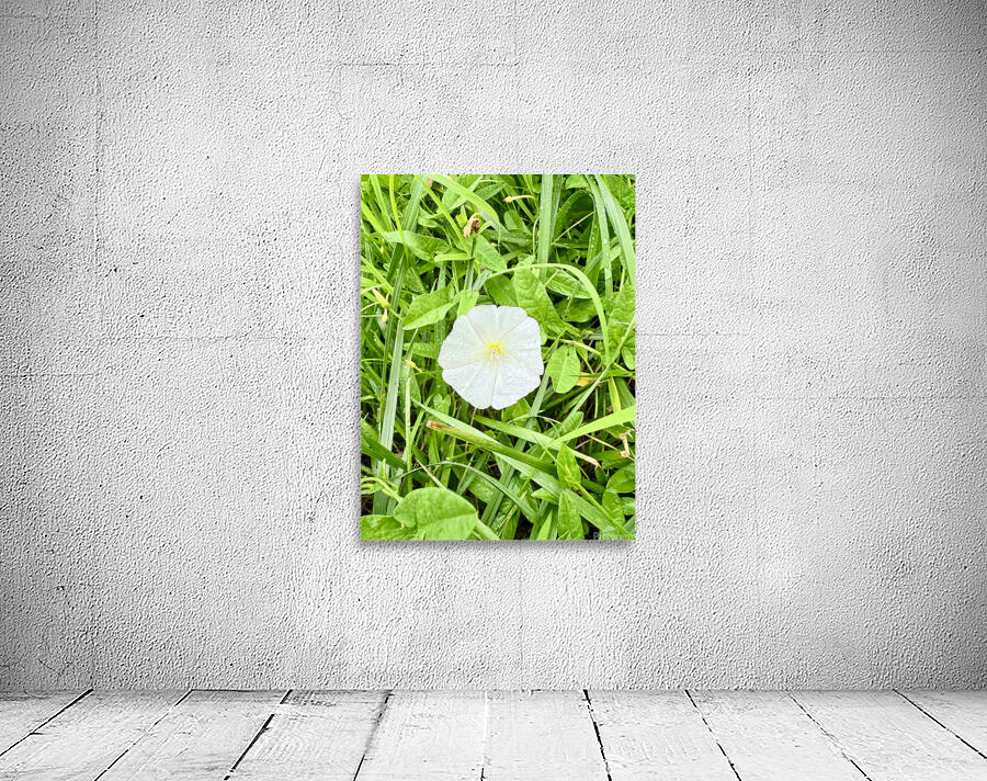 One Wild Bloom : Bindweed Focus Wall Preview