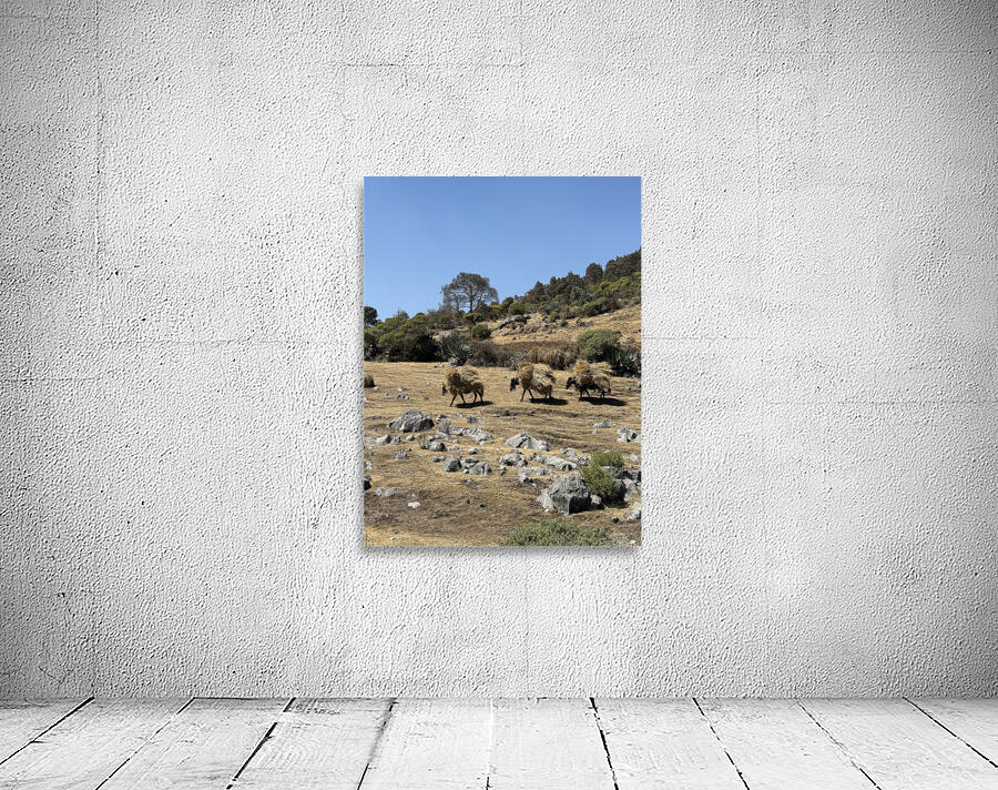 IMG 9558 Wall Preview